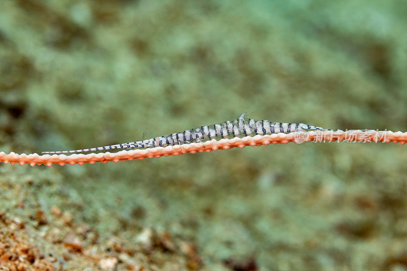 细长形状，锯片虾Tozeuma armatum, Triton湾，凯马纳摄政，印度尼西亚
